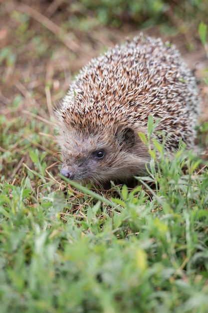 Bilder Igel Gratis Vektoren Fotos Und Psds