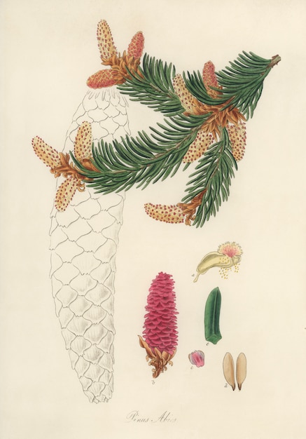 Illustration der Fichte (Pinus Abies) aus der Medizinischen Botanik (1836)