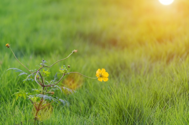 Im Freien Blumen Lager die schöne