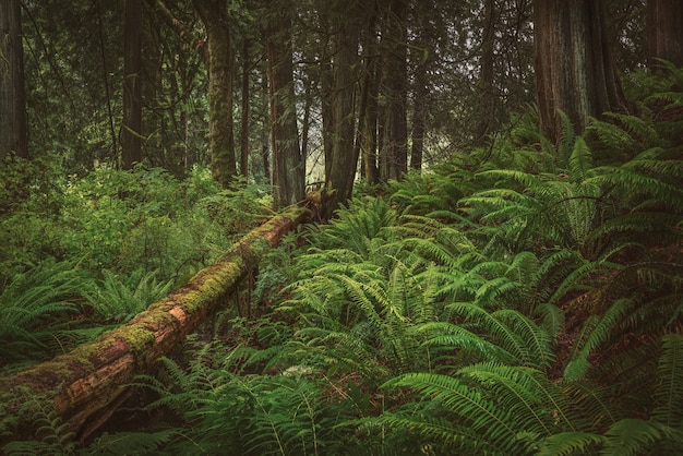 Im Wald beruhigen