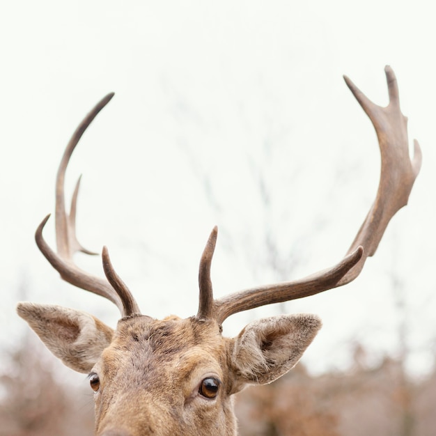 Im wilden Wald gefangene Hirsche