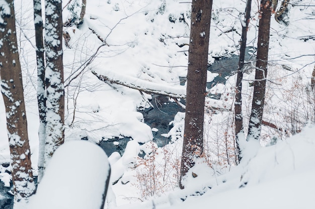 Kostenloses Foto im winter tagsüber mit bäumen und schnee bewachsener wald