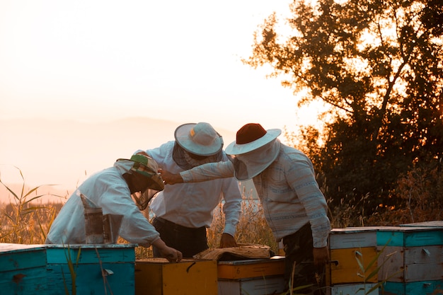 Imker öffnen hölzerne Bienenstockkästen. Hochwertiges Foto