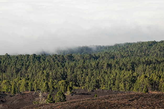 Immergrüner Wald mit Wolken