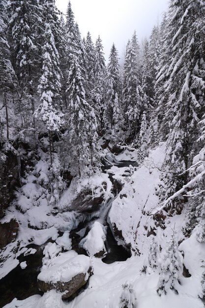 Immergrüner Wald und einige Felsen im Winter, alle mit Schnee bedeckt