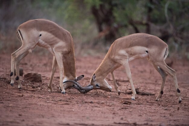 Impala-Antilopen in einer Scheinschlacht mit einem unscharfen Hintergrund