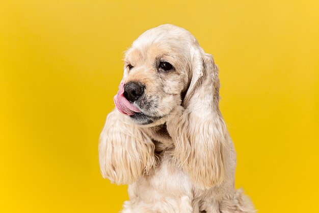 In Gedanken. Amerikanischer Spanielwelpe. Nettes gepflegtes flauschiges Hündchen oder Haustier sitzt isoliert auf gelbem Hintergrund. Studio-Fotoshot. Negatives Leerzeichen zum Einfügen Ihres Textes oder Bildes.