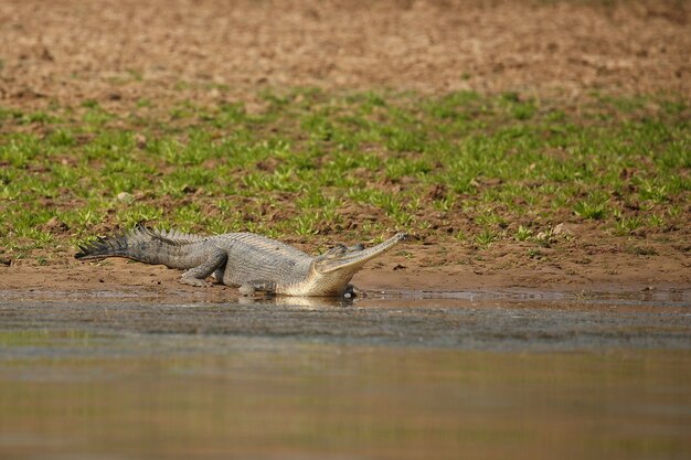 Indischer Gavial im Naturlebensraum Chambal River Sanctuary