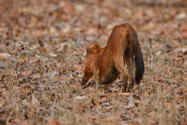 Kostenloses Foto indischer wildhund pose im naturlebensraum