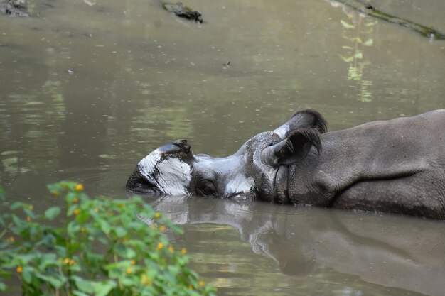 Indisches Nashorn beim Schlammbad in einer Wasserstelle