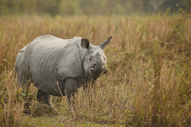 Indisches Nashorn in Asien Indisches Nashorn oder ein gehörntes Nashorn mit grünem Gras