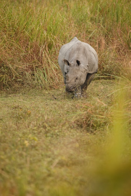 Indisches Nashorn in Asien Indisches Nashorn oder ein gehörntes Nashorn mit grünem Gras