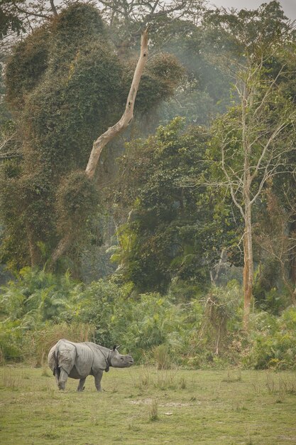 Indisches Nashorn in Asien Indisches Nashorn oder ein gehörntes Nashorn mit grünem Gras