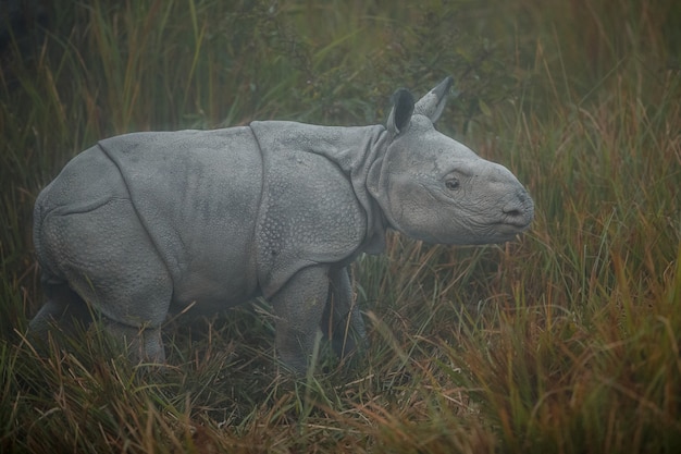 Indisches Nashorn in Asien Indisches Nashorn oder ein gehörntes Nashorn mit grünem Gras