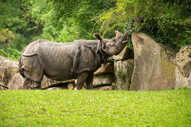 Indisches Nashorn in der wunderschönen, naturnahen Umgebung Ein gehörntes Nashorn Gefährdete Art Die größte Nashornart der Erde