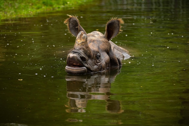 Indisches Nashorn in der wunderschönen, naturnahen Umgebung Ein gehörntes Nashorn Gefährdete Art Die größte Nashornart der Erde