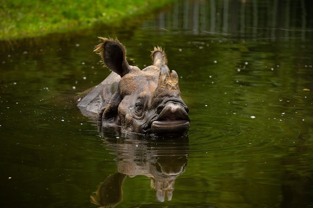 Indisches Nashorn in der wunderschönen, naturnahen Umgebung Ein gehörntes Nashorn Gefährdete Art Die größte Nashornart der Erde