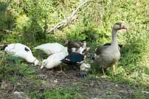 Kostenloses Foto inländische gruppe enten, die lebensmittel suchen