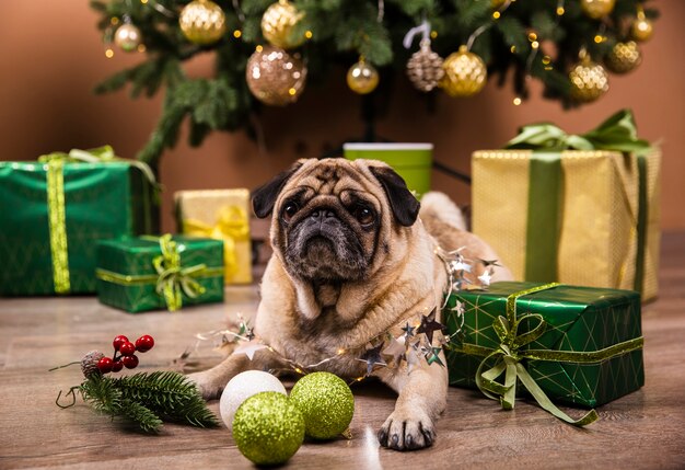 Inländischer Hund der Vorderansicht, der Weihnachtsgeschenke aufpasst