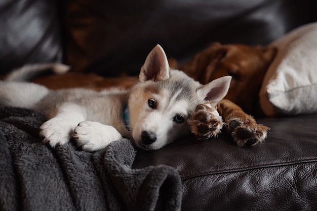 Inländischer niedlicher tschechoslowakischer Husky-Welpe, der mit einem erwachsenen Golden Retriever auf einer Couch liegt