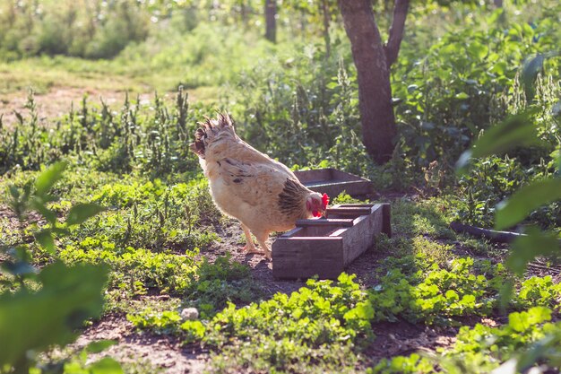 Inländisches Huhn, das Körner isst