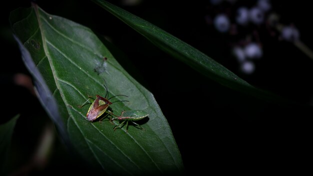 Insekten auf einem grünen Blatt