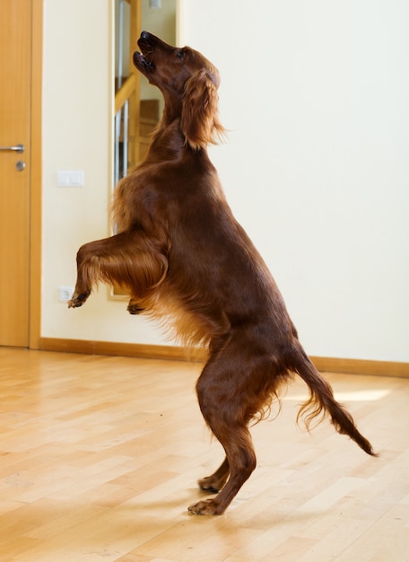 Kostenloses Foto irischer setter, der am wohnzimmer springt