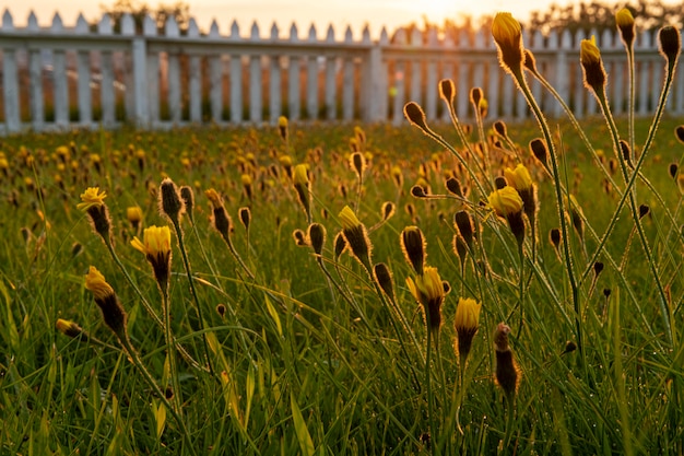 Kostenloses Foto island landschaft mit schönen gartenblumen