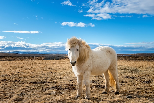 Islandpferd. Weißes Pferd.