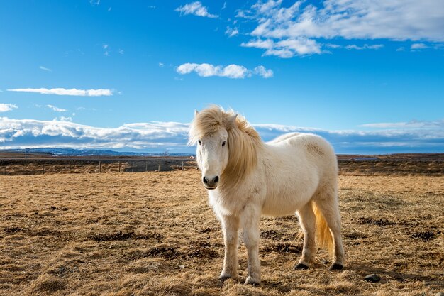 Islandpferd. Weißes Pferd.