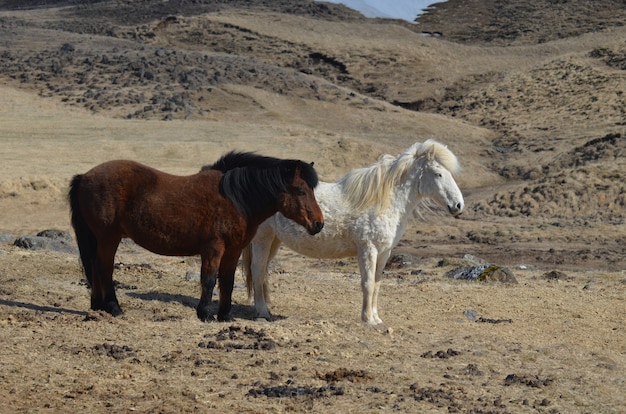 Islandpferdefarm mit einem Paar Pferden, einem Braunen und einem Weißen.