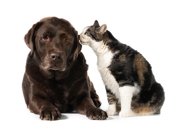 Isolierte Aufnahme einer Calico-Katze, die einen Schokoladen-Labrador-Retriever-Hund mit seiner Nase berührt