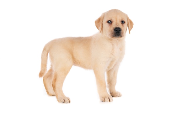 Isolierte Aufnahme eines goldenen Labrador Retriever-Welpen, der vor einer weißen Oberfläche steht