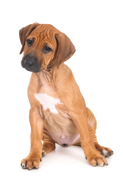 Isolierte Aufnahme eines Rhodesian Ridgeback Welpen, der vor einer weißen Wand sitzt