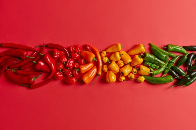 Isolierte Aufnahme von rotem gelbgrünem Chilipfeffer, angeordnet in einer Reihe gegen leuchtend roten Hintergrund. Eine Vielzahl von würzigem, gesundem Gemüse für die Zubereitung von leckeren scharfen Gerichten oder Gewürzen. Kreative Komposition.