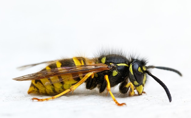 Isolierte Makroaufnahme einer Papierwespe auf einem weißen