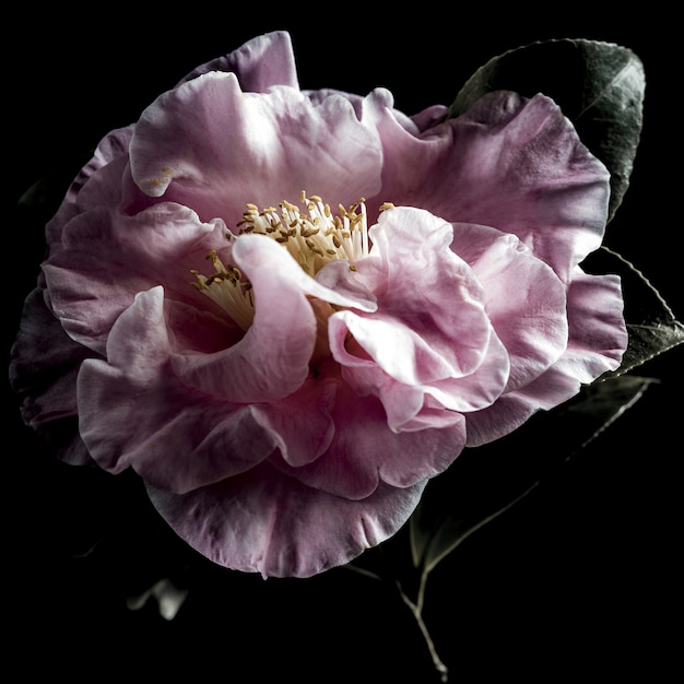 Isolierte Nahaufnahmeaufnahme einer schönen rosa immergrünen Rose auf schwarzem Hintergrund