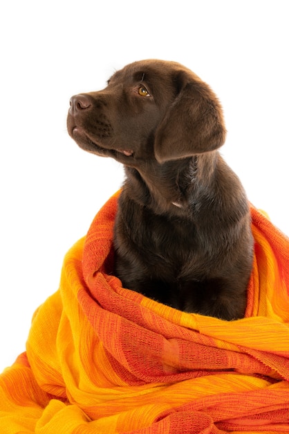 Kostenloses Foto isolierte nahaufnahmeaufnahme eines schokoladen-labrador-retriever-welpen, eingewickelt in das orange handtuch, das links schaut
