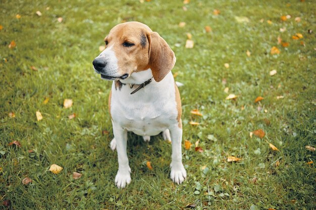 Fotos Brauner Hund, Über 800 hochqualitative kostenlose Stockfotos