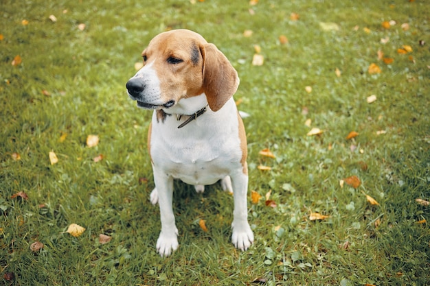 Isoliertes Bild des erwachsenen Beagles, der auf grünem Gras sitzt und etwas Ruhe während des morgendlichen Spaziergangs im Park mit seinem Besitzer hat. Schöner weißer und brauner Hund, der draußen ruht. Konzept für Haustiere und Tiere