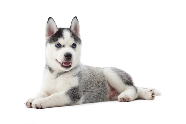 Isoliertes Porträt des Siberian Husky-Hundes des kleinen Welpen mit den blauen Augen, die auf Boden liegen. Lustiger kleiner Hund mit geöffnetem Mund, ruhend, entspannt, wegschauend. Getragener Hund.