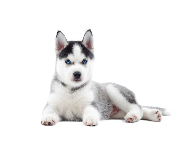 Isoliertes Porträt des Welpen des Siberian Husky-Hundes mit geburtsblauen Augen, ruhend. Lustiger Hund mit entspannter Aktivität.