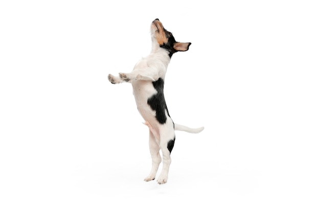 Kostenloses Foto jack russell terrier kleiner hund auf weißem hintergrund
