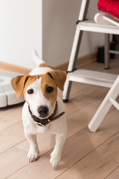 Jack Russell Terrier zu Hause