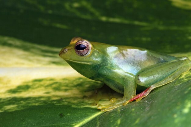 Jade-Laubfrosch-Nahaufnahme auf grünen Blättern Indonesischer Laubfrosch Rhacophorus dulitensis oder Jade-Laubfrosch-Nahaufnahme