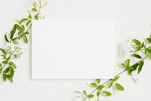 Jasminum auriculatum Blumenzweig mit Hochzeitskarte auf weißem Hintergrund