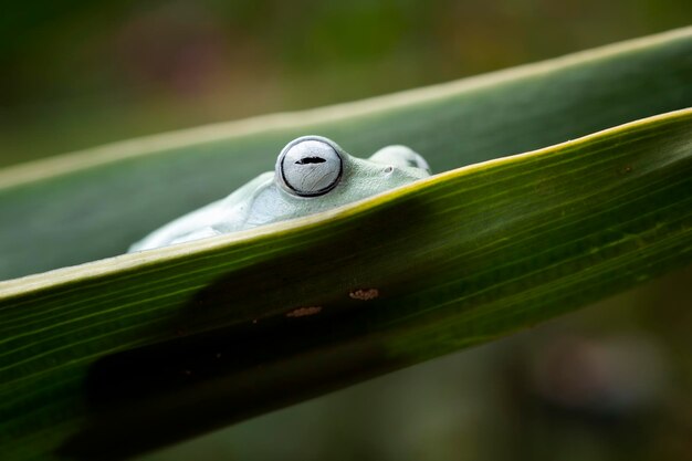 Java-Laubfrosch-Vorderansicht auf grünen Blättern Rhacophorus reinwrdtii auf Zweig Java-Laubfrosch auf Blume