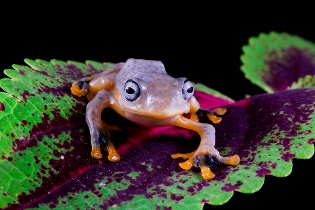 Javanische Laubfroschkinder sehen auf den Blättern mit schwarzem Hintergrund süß aus