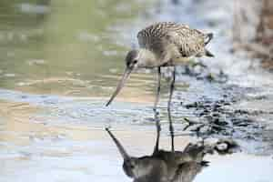 Kostenloses Foto jjuvenile bar-tailed godwit limosa lapponica ssp. lapponica