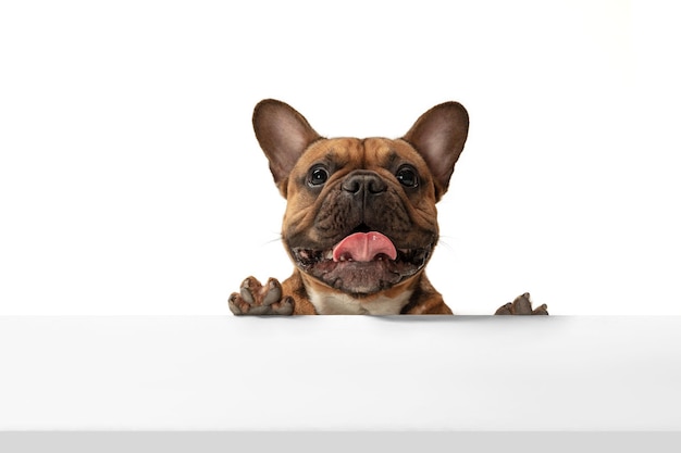 Junge braune französische Bulldogge spielt isoliert auf weißem Studiohintergrund